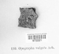 Opegrapha vulgata var. vulgata image